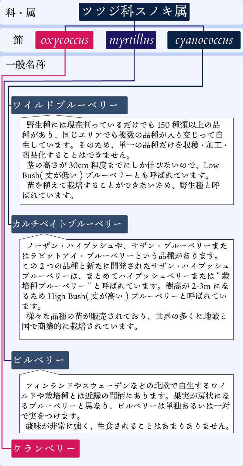 ブルーベリー類の学術的な分類